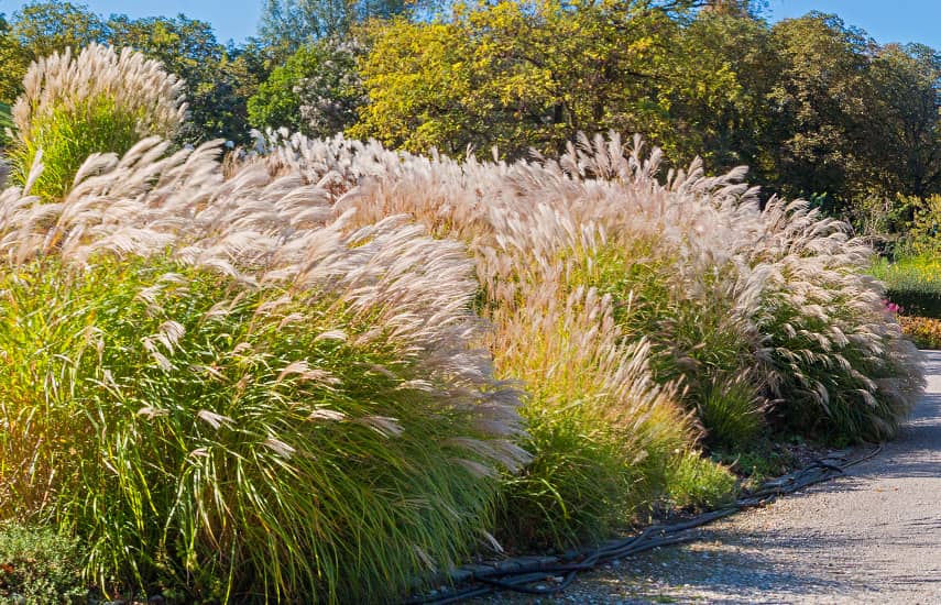 Pampas grass - istutusjuhised