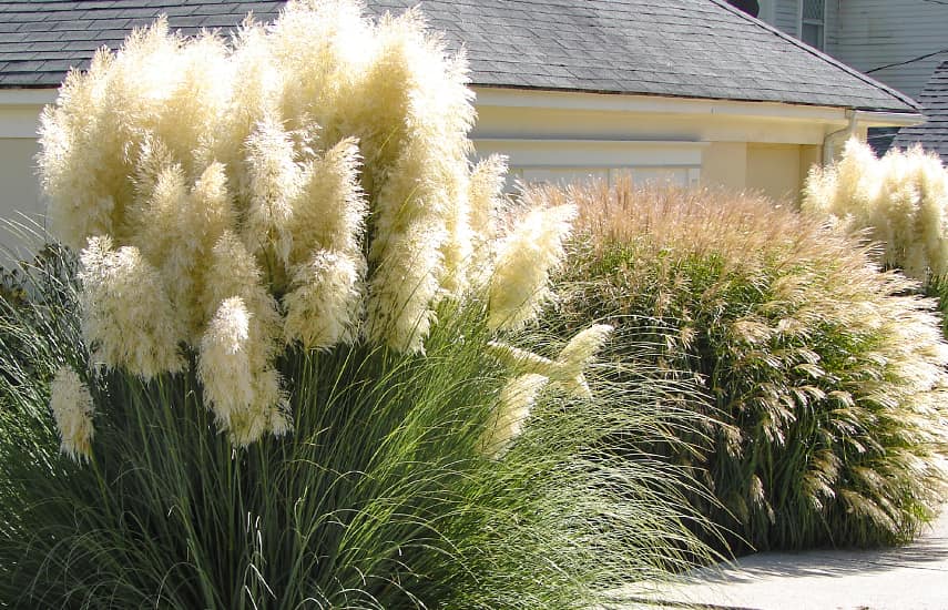 Pampas grass - istutusjuhised