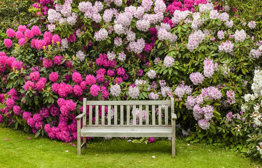 Mida istutada rododendroni kõrvale?