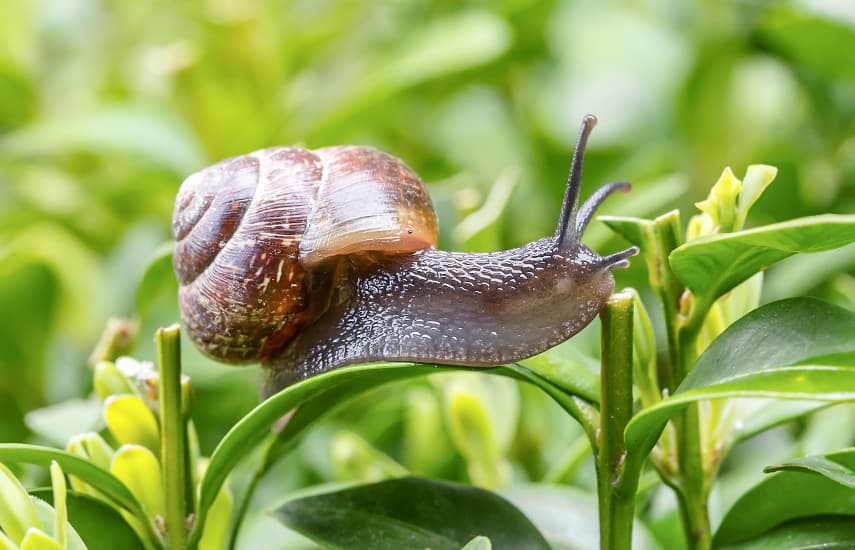 Kuidas tõrjuda teibasid looduslike abinõudega?