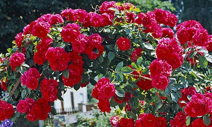 Erksavärvilised roosid | GradinaMax