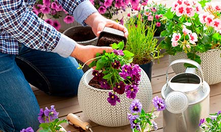 Õite hinnalangus | GradinaMax