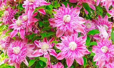 Õitsevad hiiglased | GradinaMax