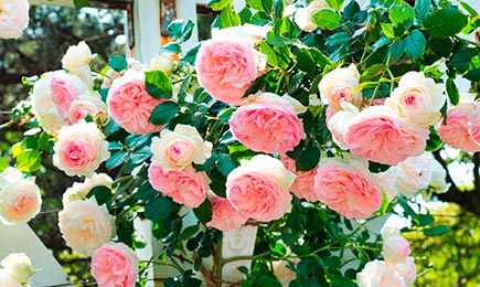 Õrnade värvidega roosid | GradinaMax