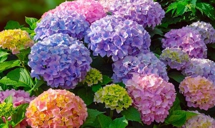 Puishortensia | GradinaMax