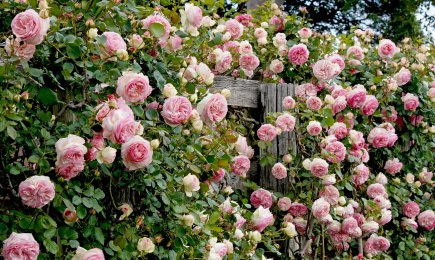 Sametised roosisordid | GradinaMax