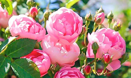 Sametised roosisordid | GradinaMax