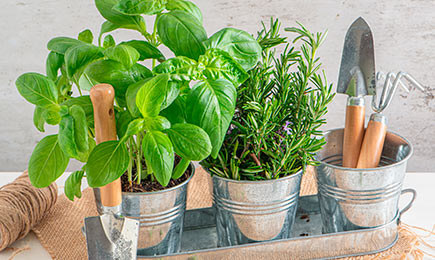 Vürtsikas, aromaatne, vitamiinirikas | GradinaMax